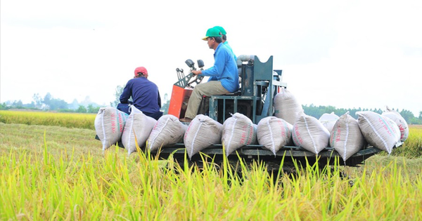 Tại sao giá lúa giảm mạnh? nguyên nhân và giải pháp cho nông dân việt nam