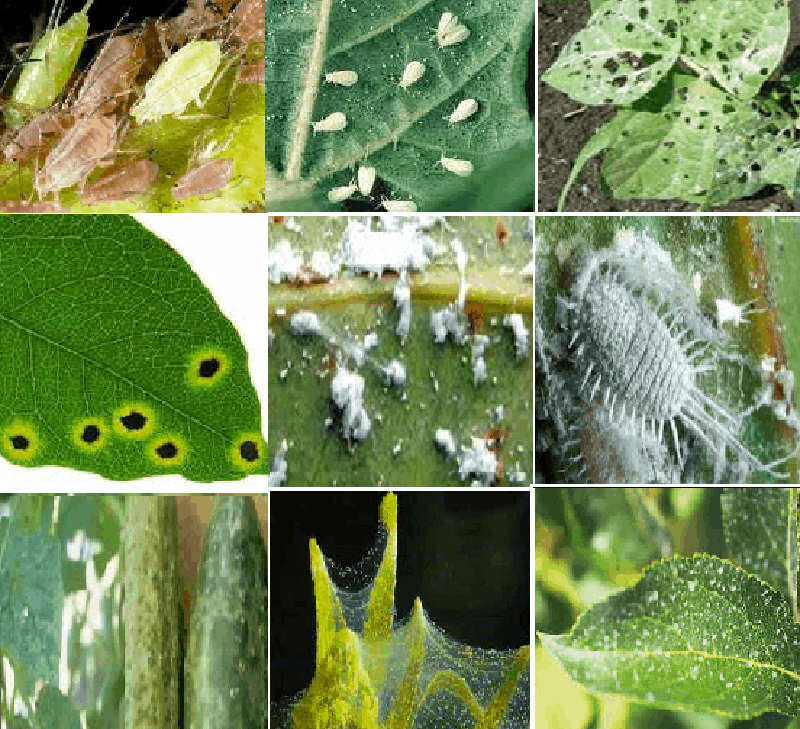 Vì sao sâu bệnh làm giảm giá trị dinh dưỡng của thực phẩm?